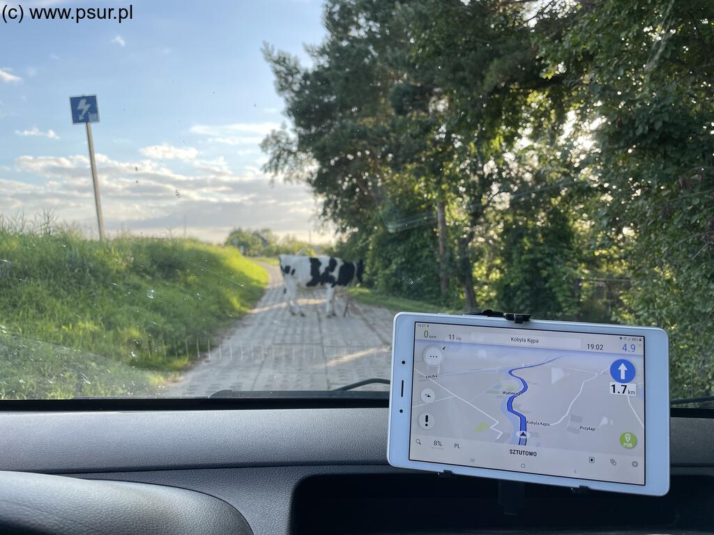 Krowa na drodze widoczna zza szyby auta