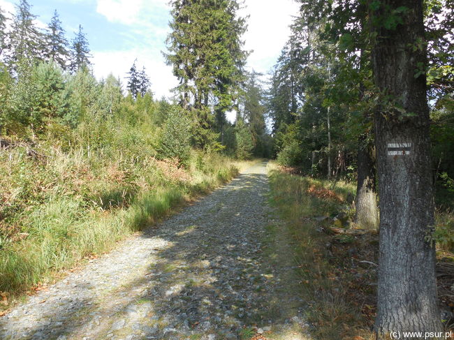 Górska droga, po lewej stronie polana, wokół las