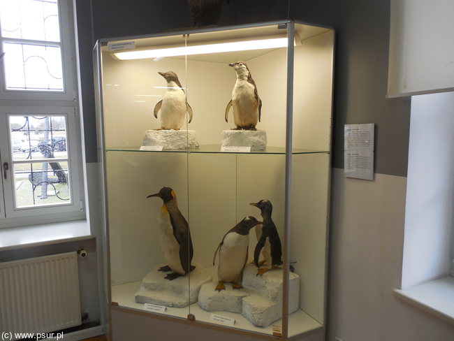 Gablota z pingwinami