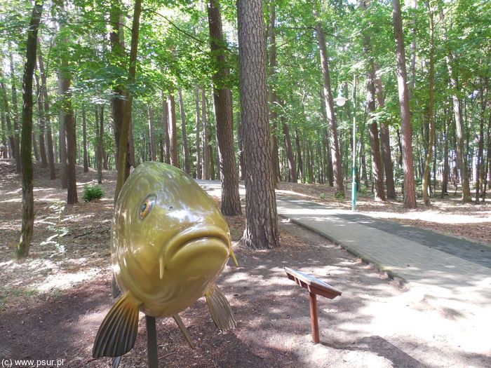 Duża ryba, w tle parkowa alejka