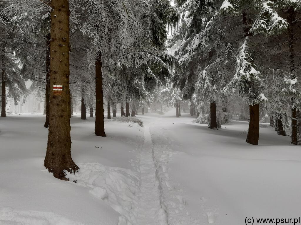 Ścieżka po śniegu w lesie